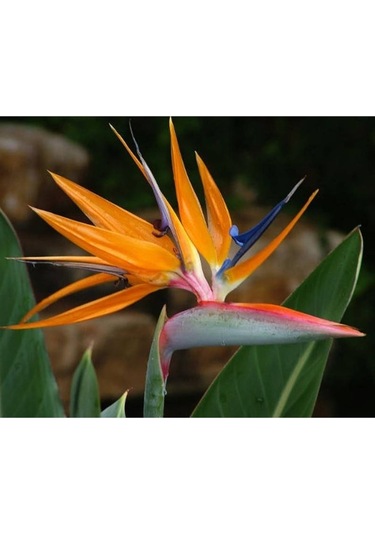 5 Adet Bird Of Paradise,strelitzia Reginae Tohumu