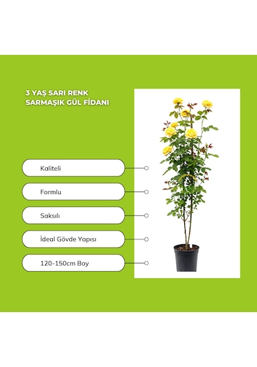 3 Yaş Sarı Renk Sarmaşık Gül Fidanı