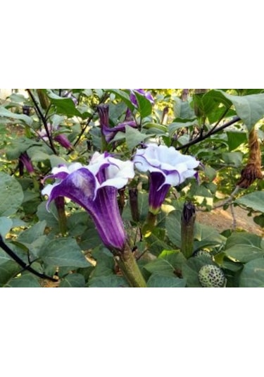 Karışık Renk Datura Tohumu 10 Adet