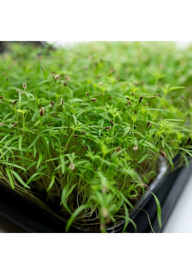 Yerli Dereotu Mikro Yeşillik Tohumu, Gönen Çeşidi, 15 Gram