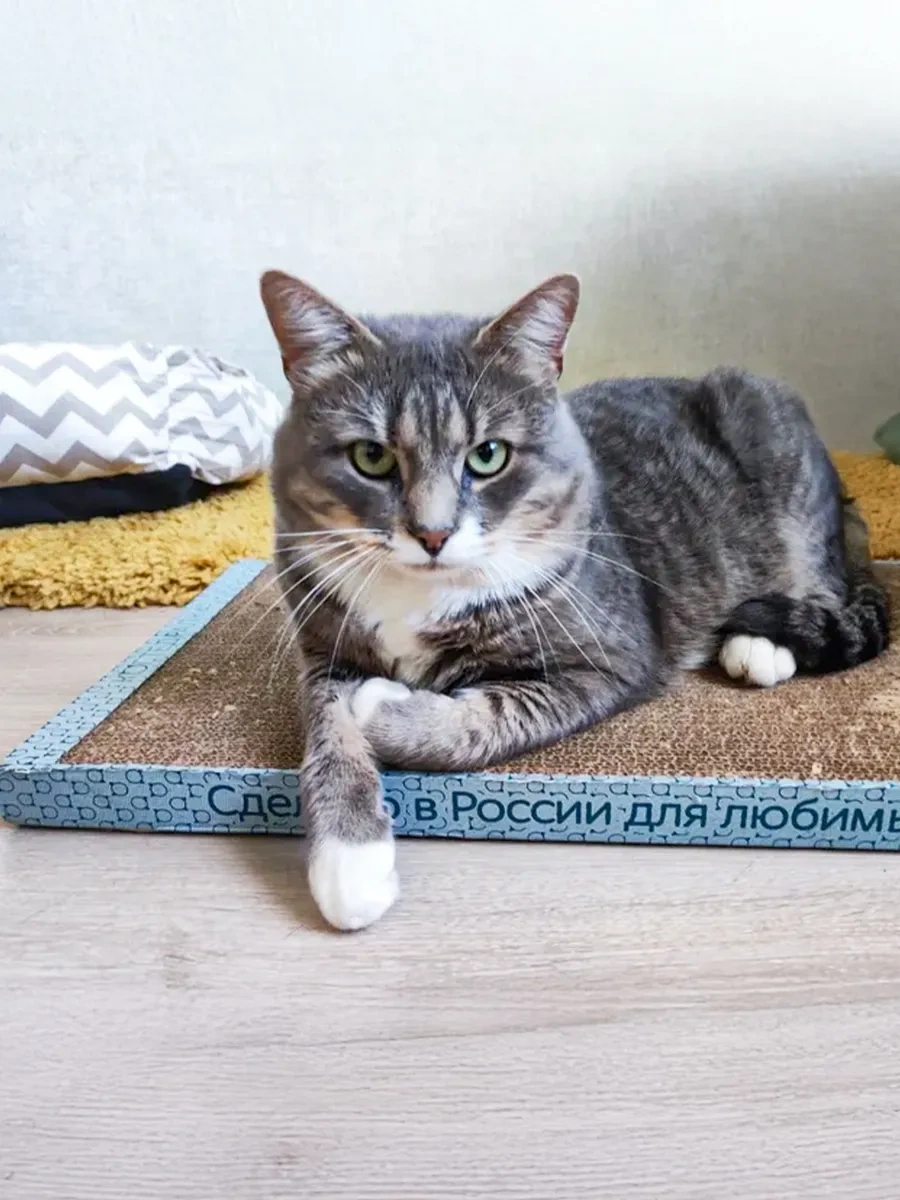 Kogtedralka Büyük Kedi Tırnak Taşıma Cihazı 30x56 Cm, Yer Tipi. 23790698