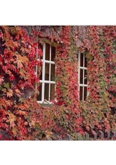 10 Adet Tohum Nadir İthal Japon Sarmaşık Tohumu Duvar Sarmaşık Hediye Tohumlu