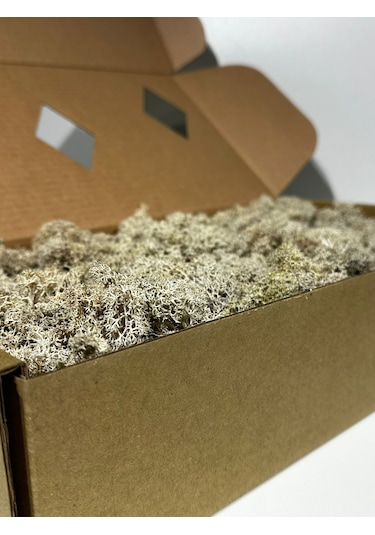 Reindermoss Şoklanmış Norveç Yosunu Terarium Yosunu Natural Green 500 Gr.