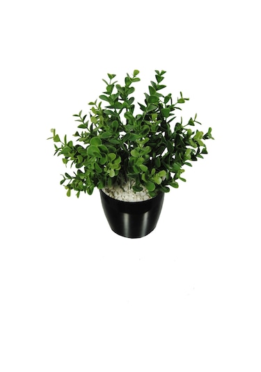 Yapay Çiçek Şimşir Okaliptus Yapay Bitki Siyah Plastik Saksılı Dekoratif Süs Çiçeği Yeşil