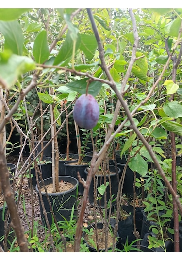 Yeşil Deniz Fidancılık Tüplü Mürdüm Erik Fidanı 100-150 Cm