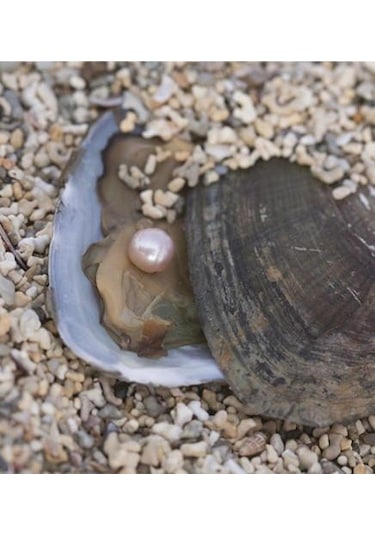 Istiridye Içinde Gerçek Inci Kolye (311674816)