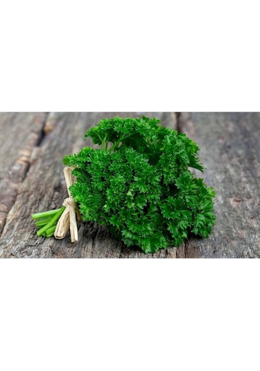 Kıvırcık Maydanoz Tohumu Atalık Saksı Tipi Moss Curled Parsley