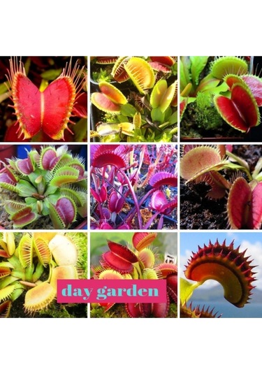 10 Adet Karışık Renk Venüs Sinek Kapan Etobur Bitki Tohumu + 10 Adet Karışık Renk Gül Tohumu