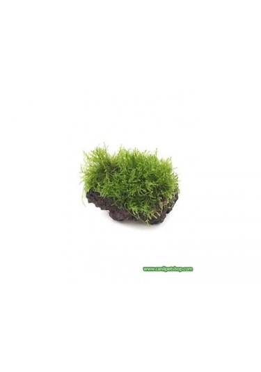 Moss Taşa Tutturulmuş Moss -willow Moss Fontinalis Antipyretica