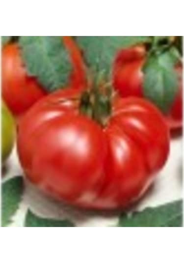 100 Adet Marmande Domates Tohum