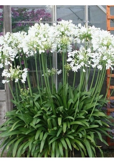 Rüzgarbotanik Beyaz Afrika Zambağı 20Cm - 40Cm