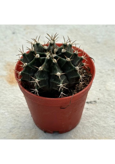 5.5 Luk Saksıda Gymnocalycium Mihanovichii Çene Kaktüsü