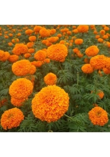 Top Kadife Çiçeği 15 Adet Tohum