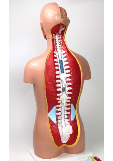 İnsan Vücudu Modeli Torso 85cm 26 Parça Cinsiyetsiz Tam Boy Gerçekçi Renkler Kaideli