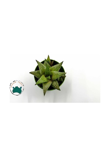 Haworthia Venosa 'Tessellata' (Sukulent) Ø5,5 CM Y0-10 CM