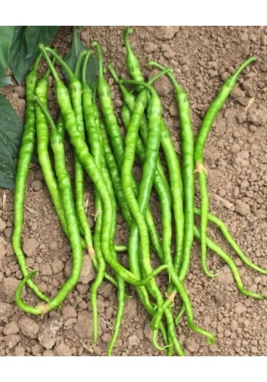 Tatlı Kıl Sivri Biber Tohumu 1000 Adet