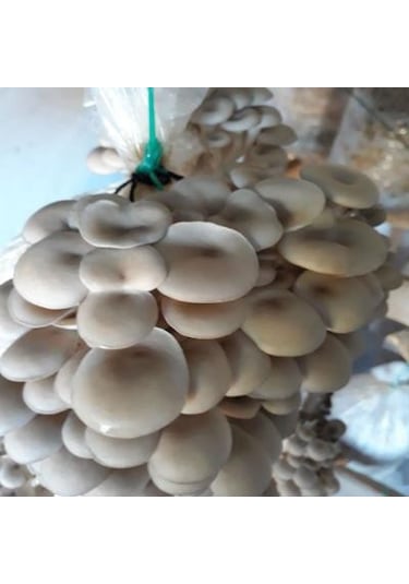 Sylvan İstiridye Mantar Tohum Kışlık1 Kilo