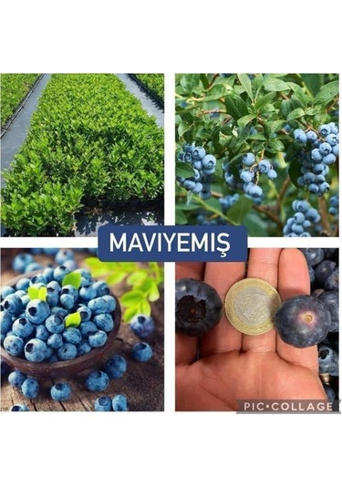 Yaban Mersini Blueberry 3 Yaş