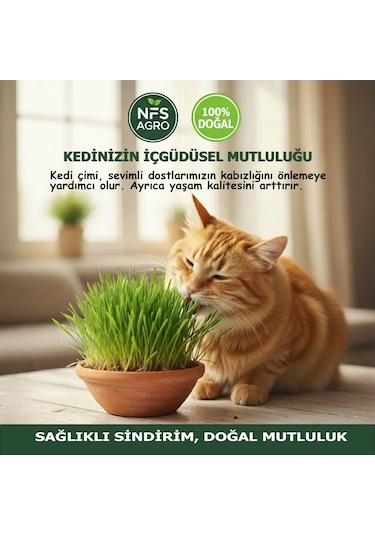 Kedi Çimi Tohumu - 250 Gram Kedi Çimi Tohumu