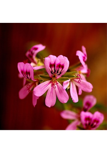 Itır (Pelargonium graveolens)