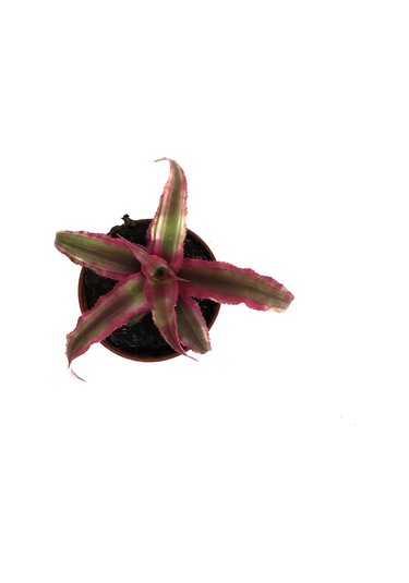 Cryptanthus Bivittatus 'Ruby' (Kaktüs) Ø5,5 CM Y0-10 CM