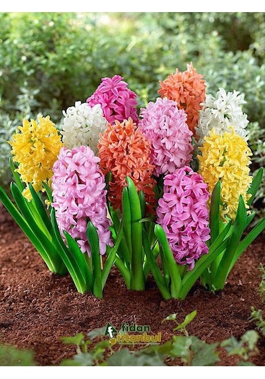 Sümbül Soğanı 5 Adet