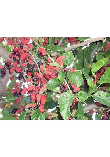 4yaş Yediveren Avustralya Dut Fidanı Tüplü Üzeri Meyveli