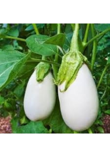 10 Adet Tohum Nadir Topak Bulunan Beyaz Dolmalık Patlıcan Tohumu