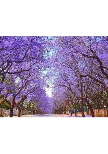 Jakaranda Ağacı Tohumu 5 Adet