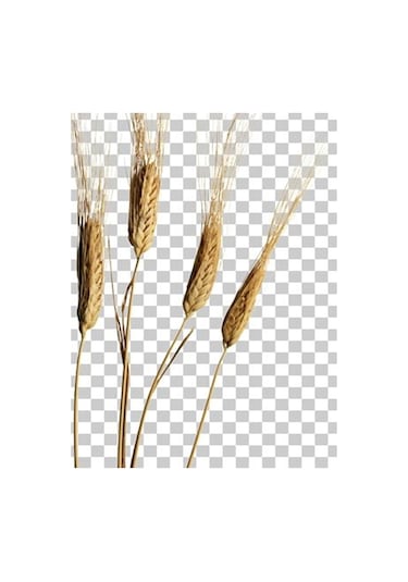Kappadokia Katkısız Atalık Siyez Unu 1 Kg