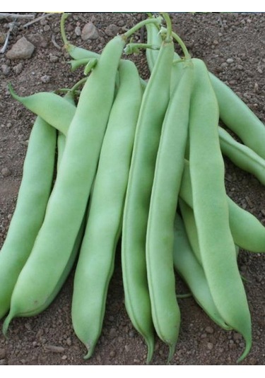 +100 Adet Oturak Gına Fasulye Tohumu