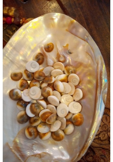 Yılancık Taşı Sifa Tası Canlı Yavru Dişi Ve Erkek Karışık 3 Adet 001