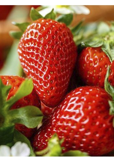 Rüzgarbotanik Sweet Ann Çilek Fidesi 30Adet