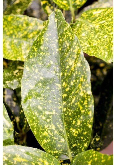 Japon Defnesi Fidanı, Bahçenize Renk Ve Şıklık Katın"2 Yaş Tüplü