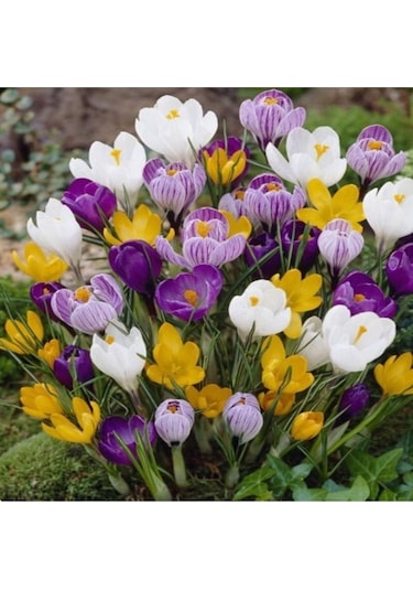 5 Adet Karışık Renk Crocus Çiğdem Soğanı - ADAFDN0211