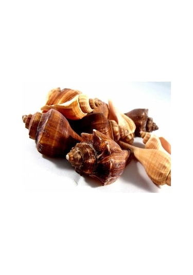 %100 NATUREL DOĞAL GERÇEK DENİZ KABUĞU 500 Gram -MMM4763