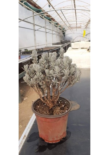 Lavanta Fidesi Fidanı 10-20 Cm