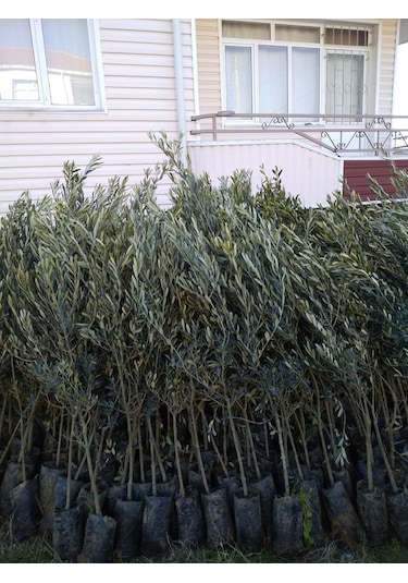 Tüplü Gemlik Trilye Zeytin Fidanı