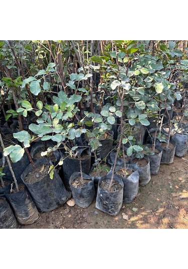 Tüm Bölgelere Uyumlu Keçi Boynuzu Mikro Aşılı Harnup Fidanı