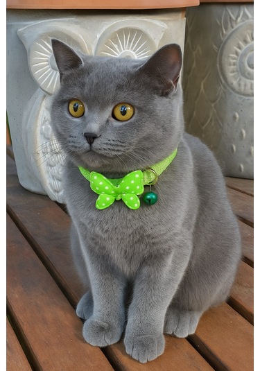 Mıt Kedi Boyun Tasması Kelebekli Yeşil