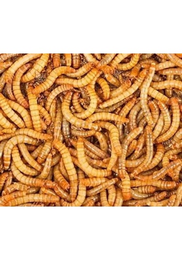 Un Kurdu Canlı Yem 100 Adet