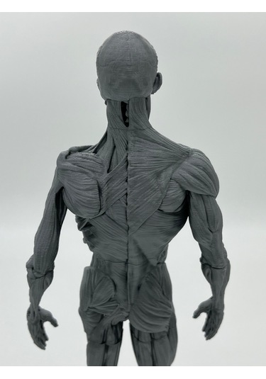 İnsan Anatomisi Erkek - Kas Ve Kemik Detaylar - 35 Cm