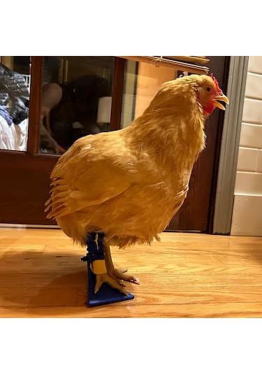 Brightnova Siyah Tavuk Veya Ördek Bütün But Ve Ayak Splinti