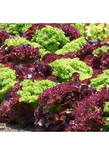 Gelenesel Ata Tohum Mixed Marul Tohumu 100tohum