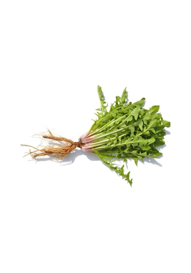 Nadir Hindiba Tohumu 100 Adet Tohum Hindibağ Tohumu Hindibağı Tohumu Hindi Bağı