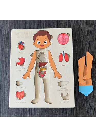 Willowhaven İnsan Vücudu Yapbozu - Çocuklar İçin Eğitici Öğrenme Oyuncağı