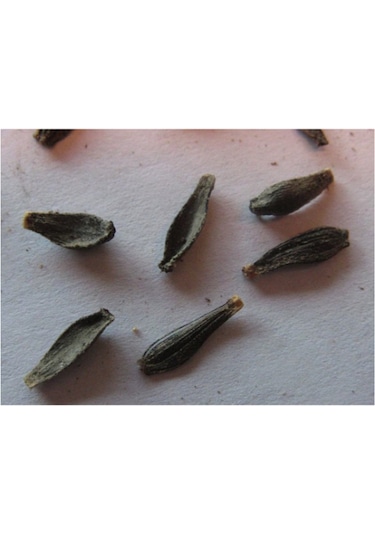 30 Adet Karışık Renkli Dahlia Yıldız Çiçeği Tohumu