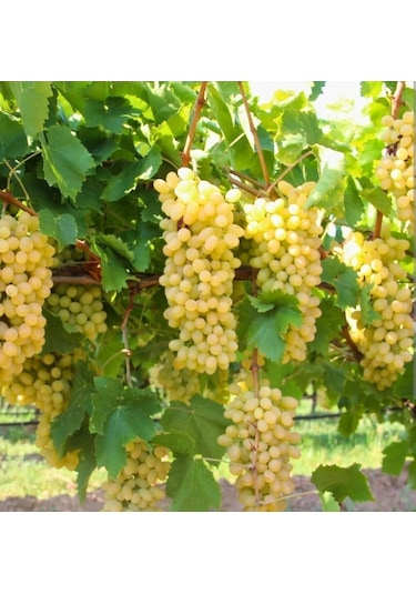 Sultaniye Çekirdeksiz İzmir Üzümü Asma Fidanı