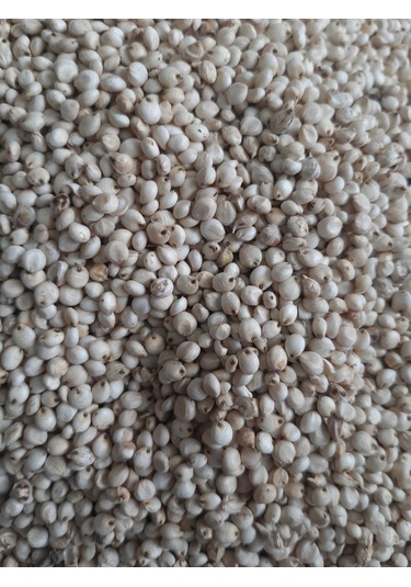 Mh Güvercin Yem Beyaz Sorgun Yerli 5 KG