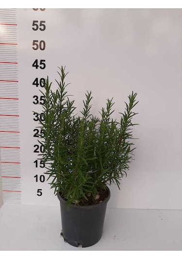 Biberiye Fidanı 20cm-40cm